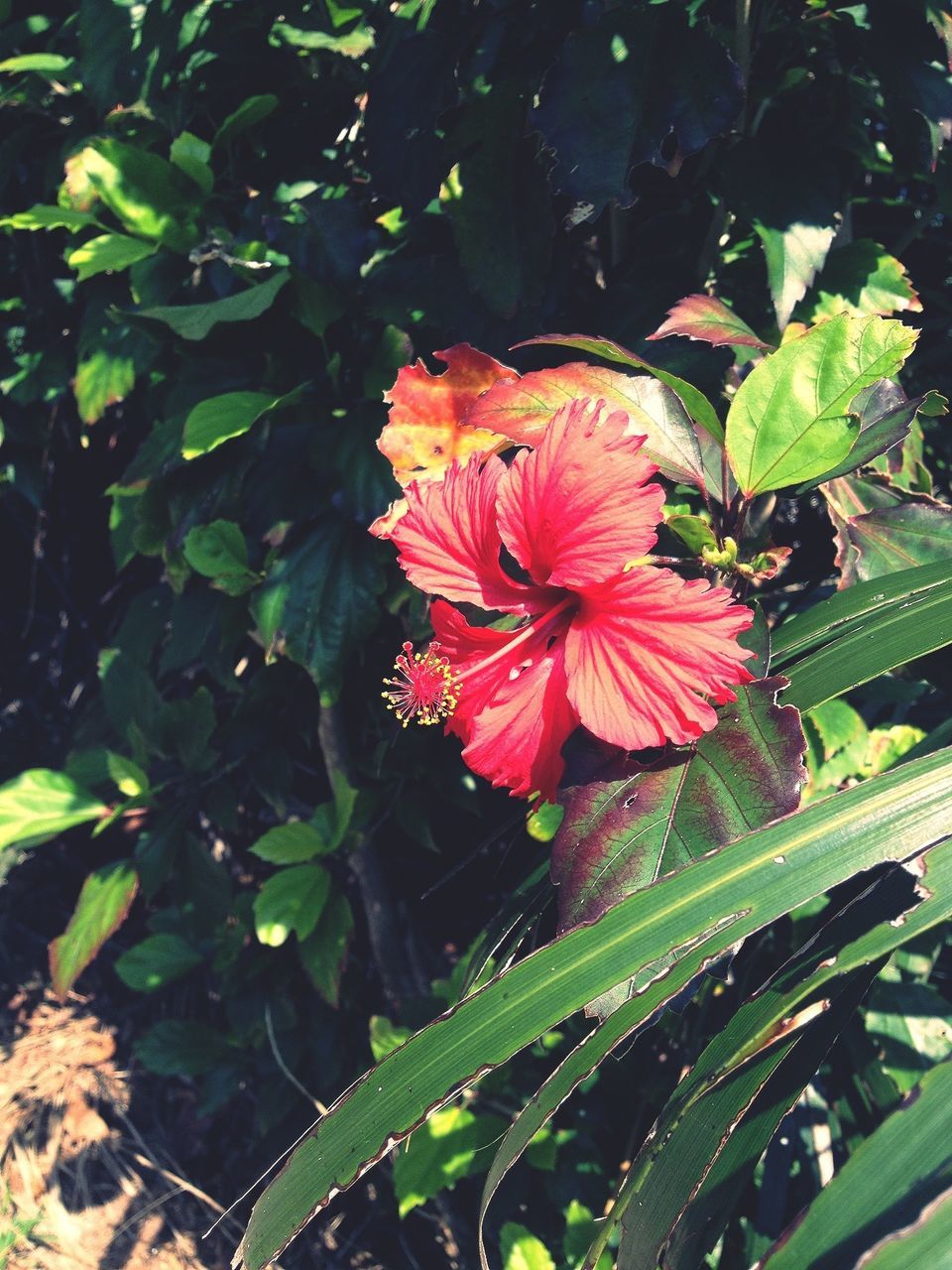 flower, petal, freshness, flower head, growth, fragility, beauty in nature, leaf, blooming, single flower, plant, nature, close-up, green color, in bloom, red, hibiscus, focus on foreground, park - man made space, blossom