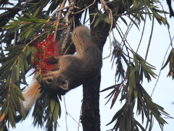 Low angle view of monkey on tree