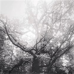 Low angle view of bare trees