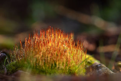 Close-up of plants growing on field