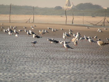 Flock of seagulls on beach