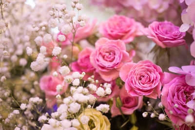 Close-up of pink roses