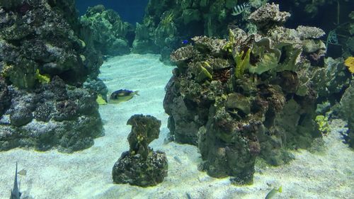 Fish swimming in sea