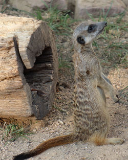 Close-up of lizard on wood