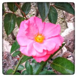 Close-up of flower blooming outdoors