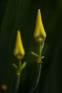 Close-up of yellow flower on black background