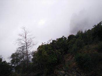 Low angle view of trees growing on mountain against sky