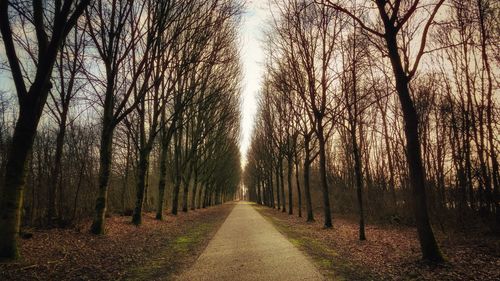 Road amidst trees against sky