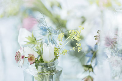 Close-up of white flowers in vase