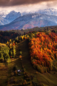 High angle view of trees on mountain during autumn