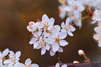 Close-up of cherry blossom