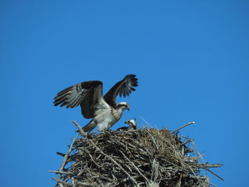 Low angle view of osprey flying against clear blue sky