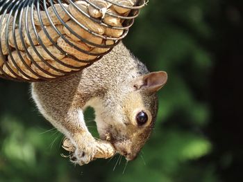 Closeup of a squirrel eating a peanut