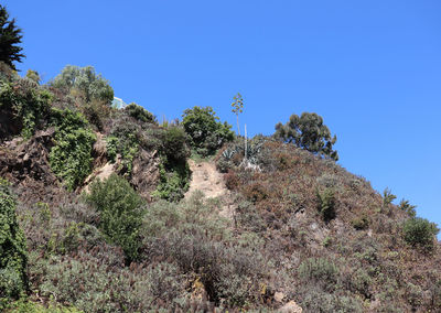 Trees against clear blue sky