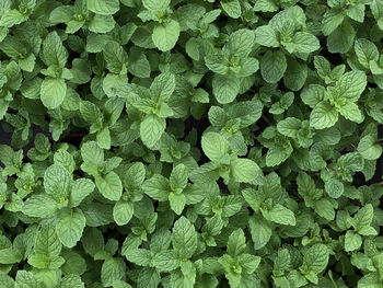 Full frame shot of green leaves