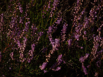 Close-up of purple flowering plants