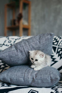 Portrait of cat relaxing on bed