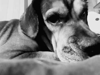 Close-up portrait of dog relaxing at home