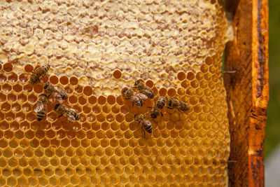 Close-up of bee on flower