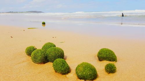 Close-up of fresh green beach against sky