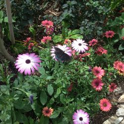 Close-up of pink flowers