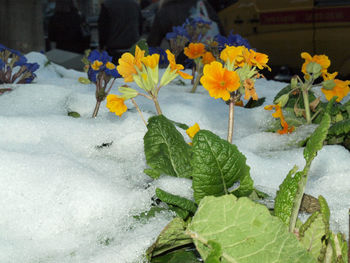 Close-up of flowering plant leaves during winter