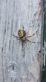 Close-up of insect on tree trunk