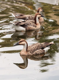 Close-up of swan swimming on lake