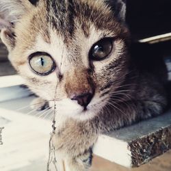 Close-up portrait of cat