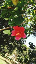 Close-up of red hibiscus blooming on tree