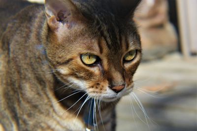 Close-up portrait of a cat