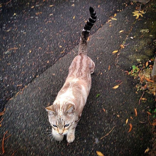 animal themes, one animal, street, high angle view, asphalt, domestic cat, pets, road, cat, domestic animals, outdoors, ground, sidewalk, day, feline, sunlight, no people, footpath, shadow, close-up