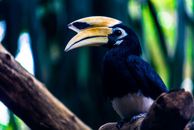 Close-up side view of hornbill against blurred background