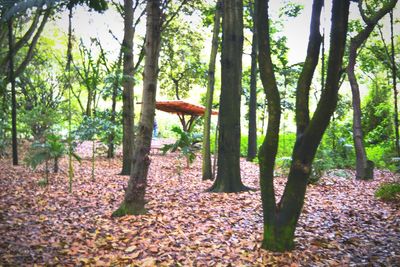 Trees in forest