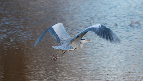 High angle view of gray heron flying over lake