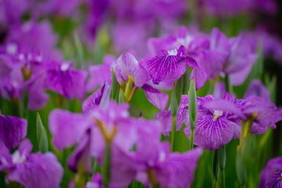 Close-up of purple crocus flowers