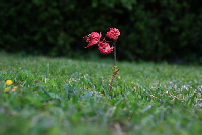 Close-up of red flower in field