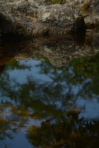 Reflection of trees in water