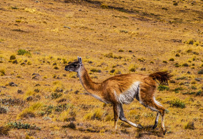 Side view of wild animal on field