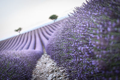 Close-up of purple flowering plants on field