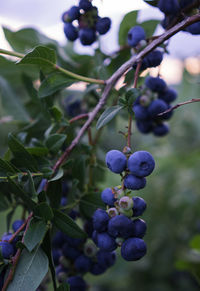 Close-up of berries growing on plant