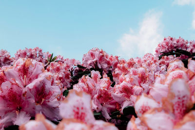 Low angle view of pink flowers on tree