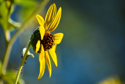 Close-up of yellow flowering plant