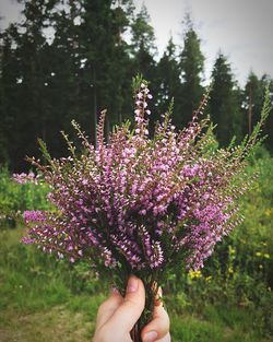 Close-up of hand holding purple flower