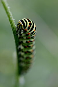 Close-up of insect on leaf