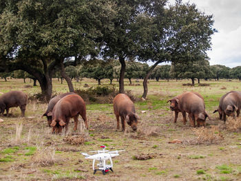 Horses in a field