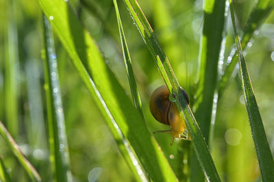 Close-up of snail on grass