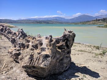 Driftwood on beach against sky