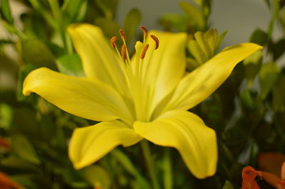 Close-up of yellow flower