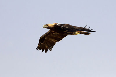 Low angle view of eagle flying in sky